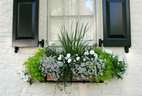 Windowboxes 